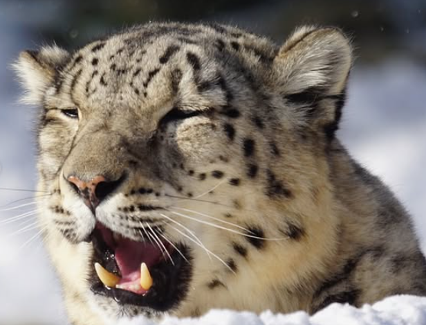 Snow Leopards