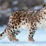 Snow Leopards Spotted in Zanskar