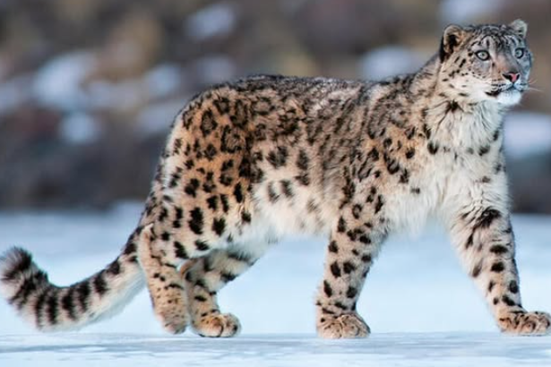 Snow Leopards Spotted in Zanskar