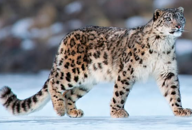 Snow Leopards Spotted in Zanskar